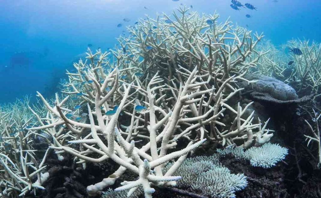 FENOMENA PEMUTIHAN KARANG (CORAL BLEACHING)